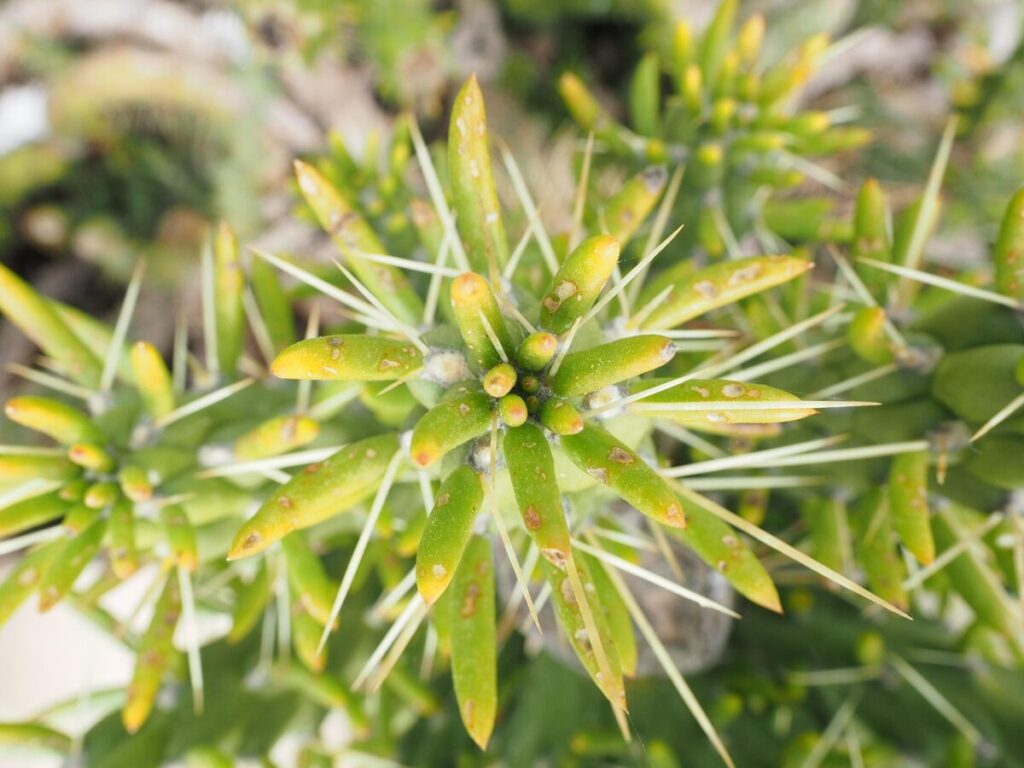 Ago di Eva: la pianta grassa ornamentale che sorprende per fascino e resistenza Ago di Eva: la pianta grassa ornamentale che sorprende per fascino e resistenza