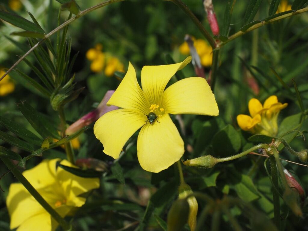 Acetosella dei campi: una pianta spontanea facile da coltivare e utile in giardino Acetosella dei campi: una pianta spontanea facile da coltivare e utile in giardino