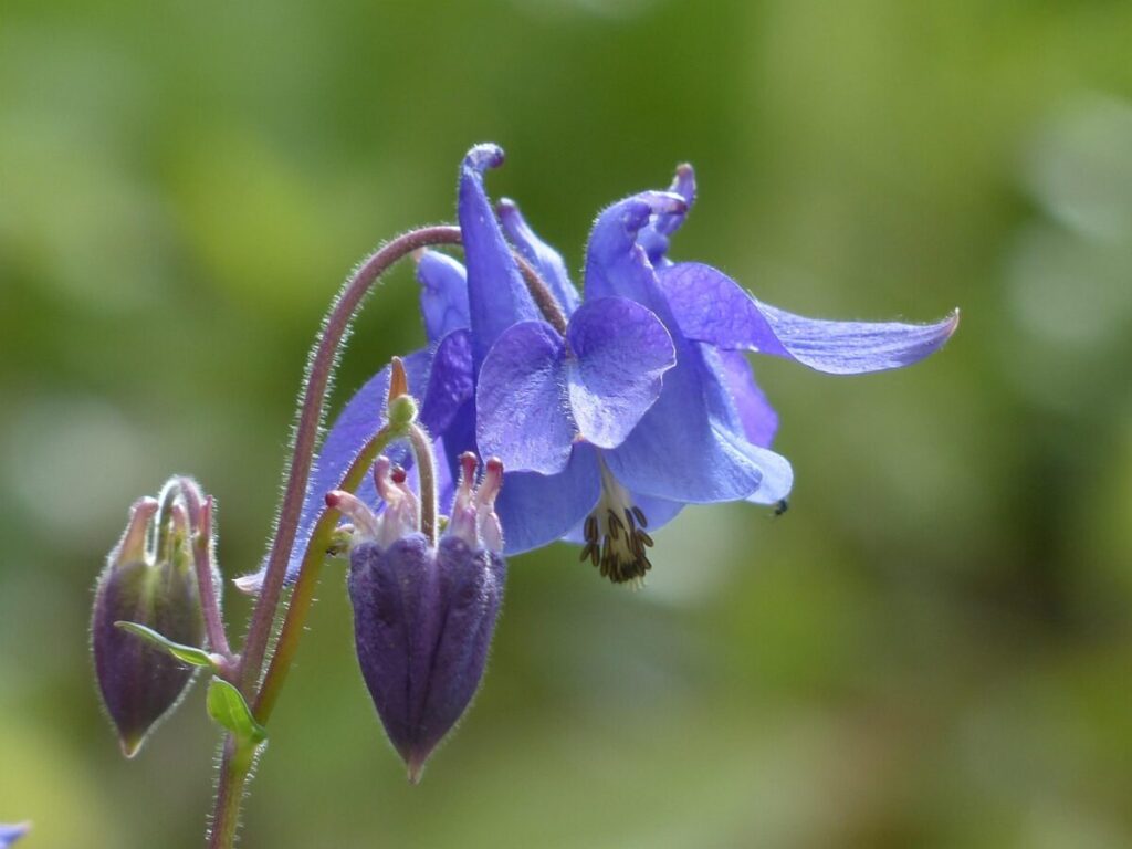 Aquilegia comune: il fiore che danza nel vento Aquilegia comune: il fiore che danza nel vento