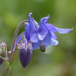 Aquilegia comune: il fiore che danza nel vento