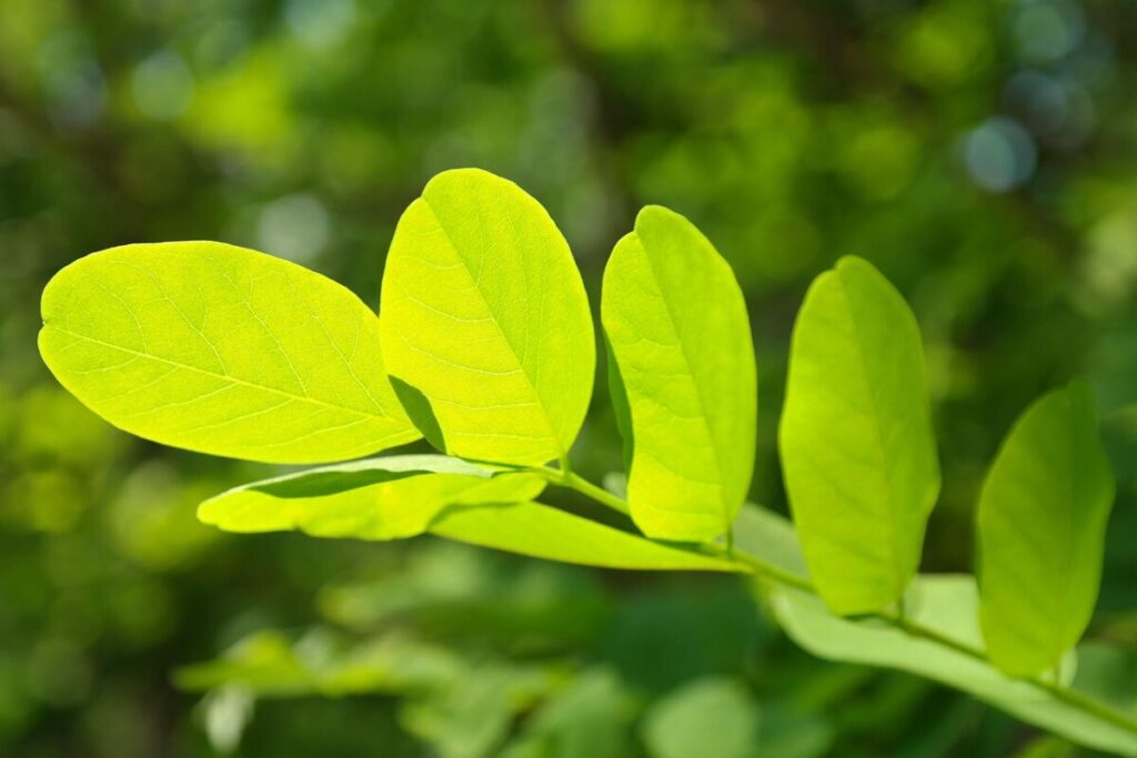 Scopri l’Acacia: una pianta versatile per il giardino