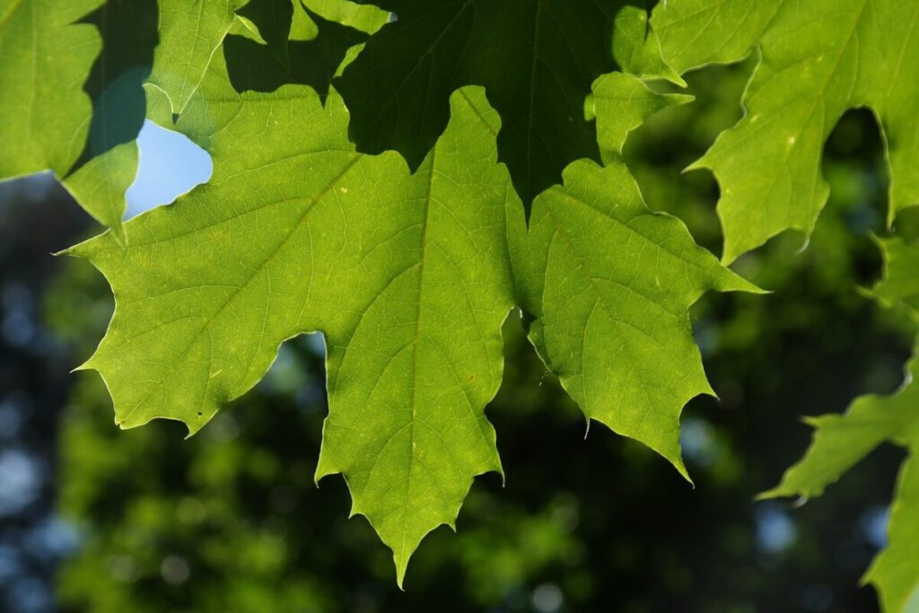 Scopri l’Acero Riccio: Bellezza e Facilità di Coltivazione nel Tuo Giardino Scopri l’Acero Riccio: Bellezza e Facilità di Coltivazione nel Tuo Giardino