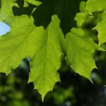 Scopri l’Acero Riccio: Bellezza e Facilità di Coltivazione nel Tuo Giardino