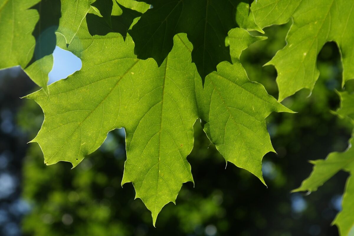 Scopri l’Acero Riccio: Bellezza e Facilità di Coltivazione nel Tuo Giardino
