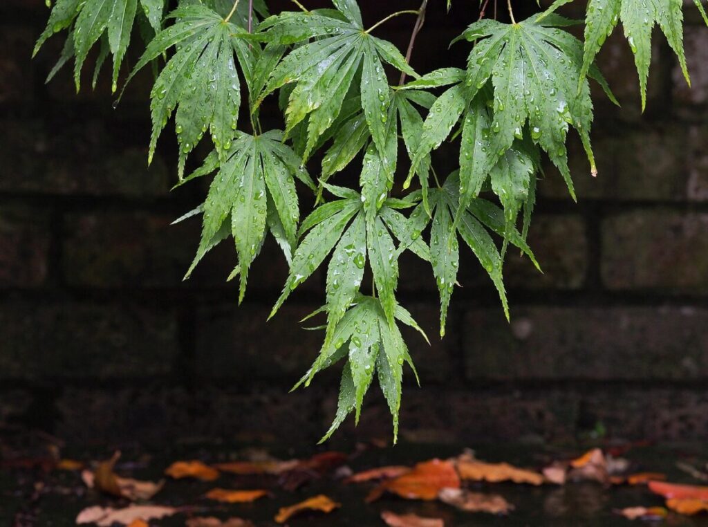 Acero americano: come coltivare e prendersi cura dell’Acer negundo Acero americano: come coltivare e prendersi cura dell’Acer negundo