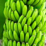 Il banano: guida completa per coltivarlo e prendersene cura con successo