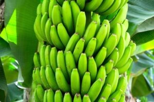 Il banano: guida completa per coltivarlo e prendersene cura con successo