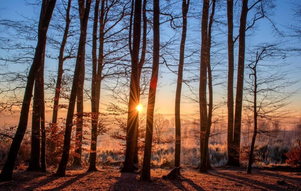 L’albero del vicino oscura la vista? Ecco cosa prevede la legge