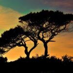 L’albero del vicino oscura la vista? Ecco cosa prevede la legge