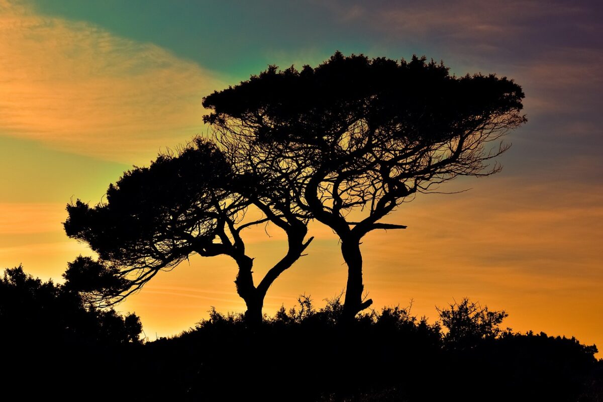 L’albero del vicino oscura la vista? Ecco cosa prevede la legge