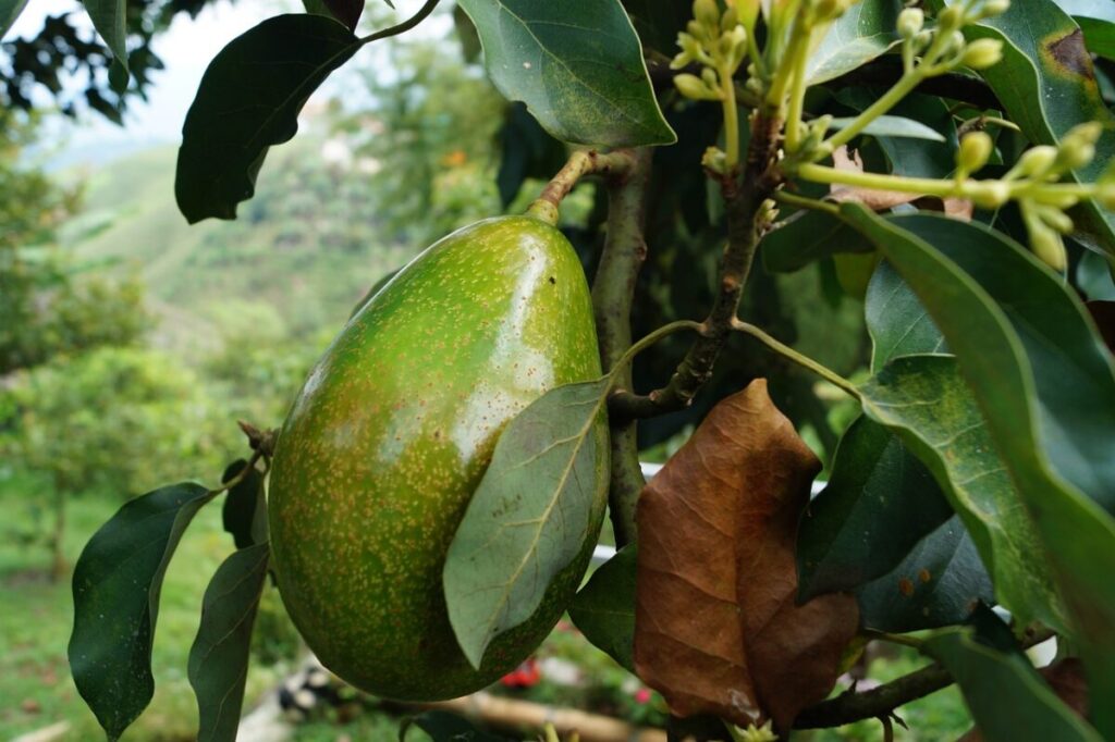 Avocado: come coltivarlo e curarlo con successo anche in casa Avocado: come coltivarlo e curarlo con successo anche in casa