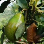 Avocado: come coltivarlo e curarlo con successo anche in casa