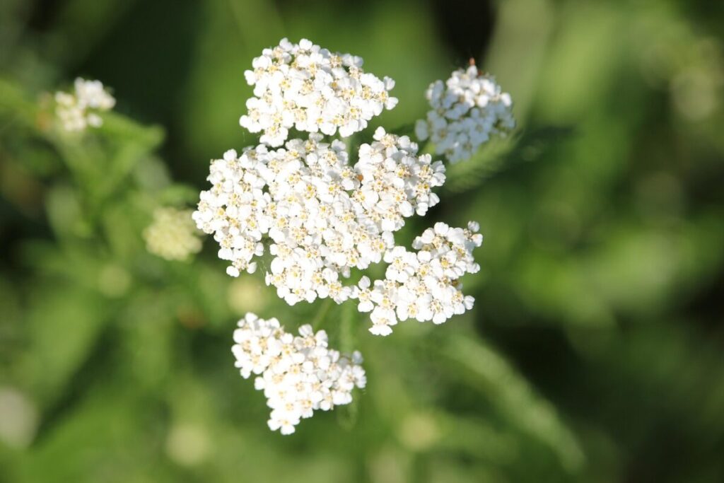Achillea millefoglie: la pianta rustica che profuma di salute e bellezza Achillea millefoglie: la pianta rustica che profuma di salute e bellezza