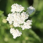Achillea millefoglie: la pianta rustica che profuma di salute e bellezza