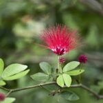 Acacia di Costantinopoli: l’albero dalle fioriture piumate che conquista i giardini