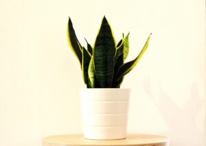 Sansevieria cylindrica: la pianta scultorea che arreda e purifica l’aria