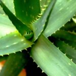 Aloe aristata: la succulenta ornamentale che conquista ogni casa