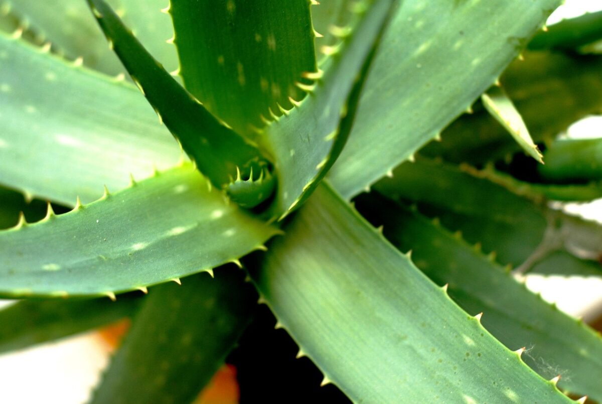 Aloe aristata: la succulenta ornamentale che conquista ogni casa
