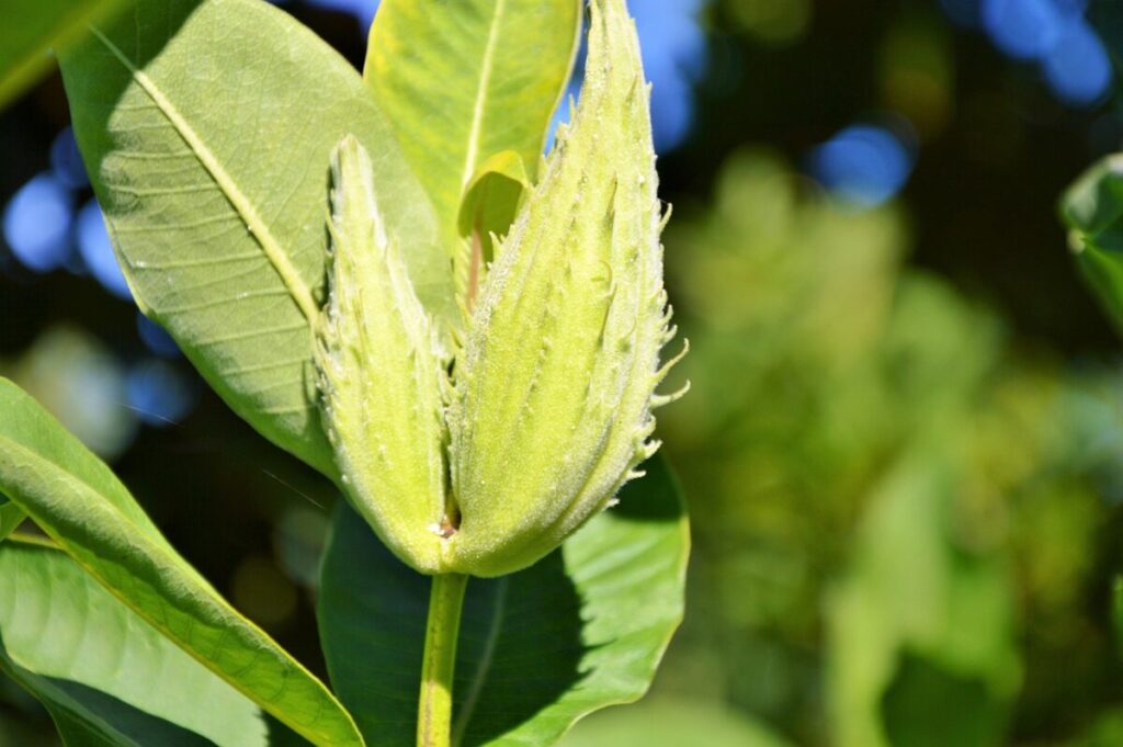 Asclepiade tuberosa: la pianta che attira farfalle e decora il giardino Asclepiade tuberosa: la pianta che attira farfalle e decora il giardino