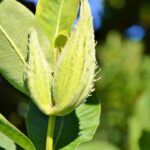 Asclepiade tuberosa: la pianta che attira farfalle e decora il giardino