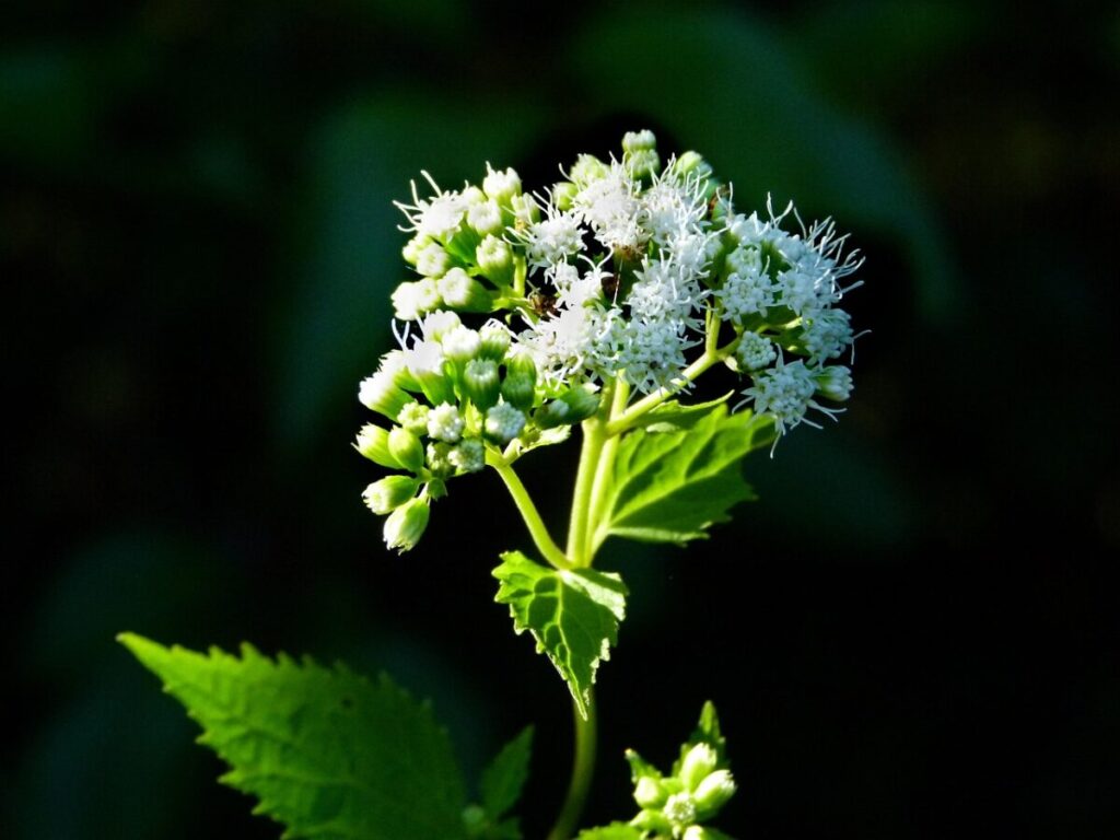 Ageratina altissima: la pianta ornamentale che nasconde un segreto Ageratina altissima: la pianta ornamentale che nasconde un segreto