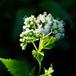 Ageratina altissima: la pianta ornamentale che nasconde un segreto