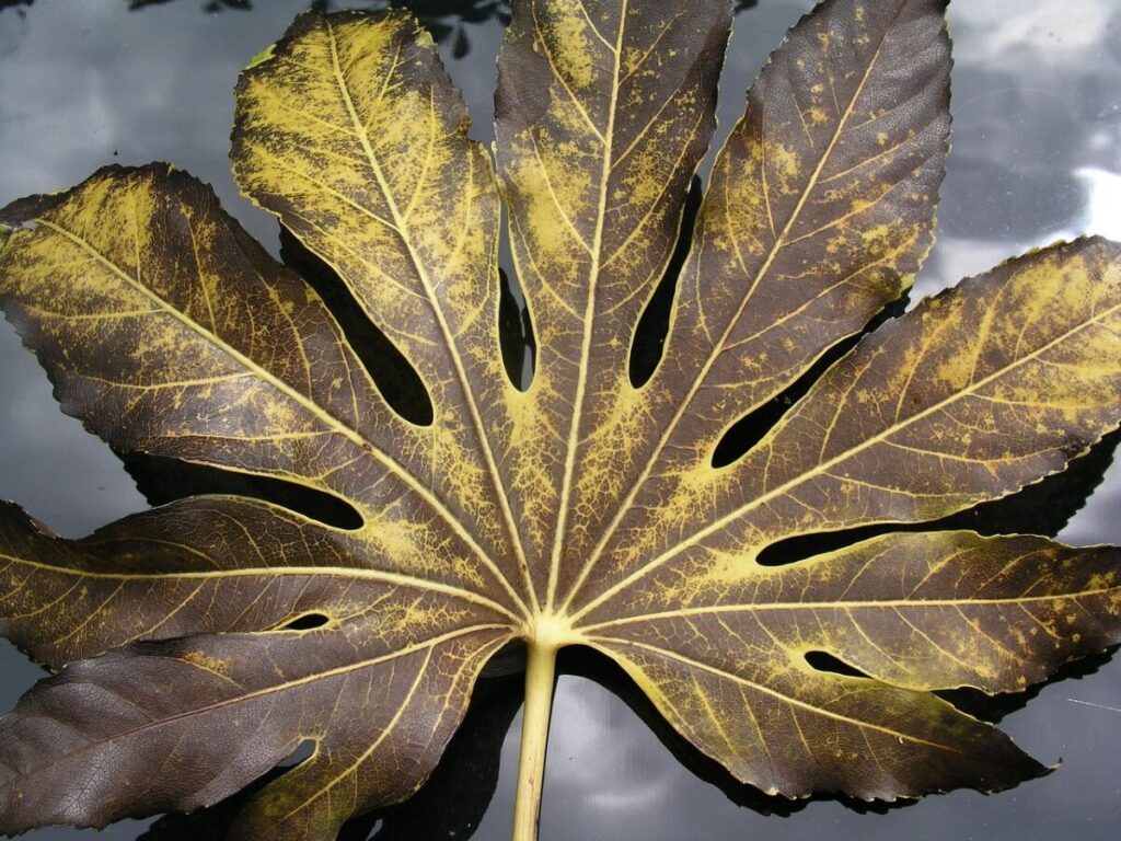 Aralia: la pianta ornamentale che porta eleganza e verde in ogni angolo della casa Aralia: la pianta ornamentale che porta eleganza e verde in ogni angolo della casa