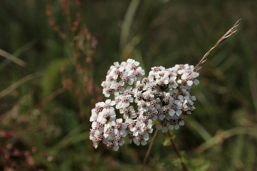 Achillea millefoglie: la pianta rustica che profuma di salute e bellezza Achillea millefoglie: la pianta rustica che profuma di salute e bellezza