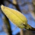 L’albero dei tulipani: eleganza e maestosità in giardino