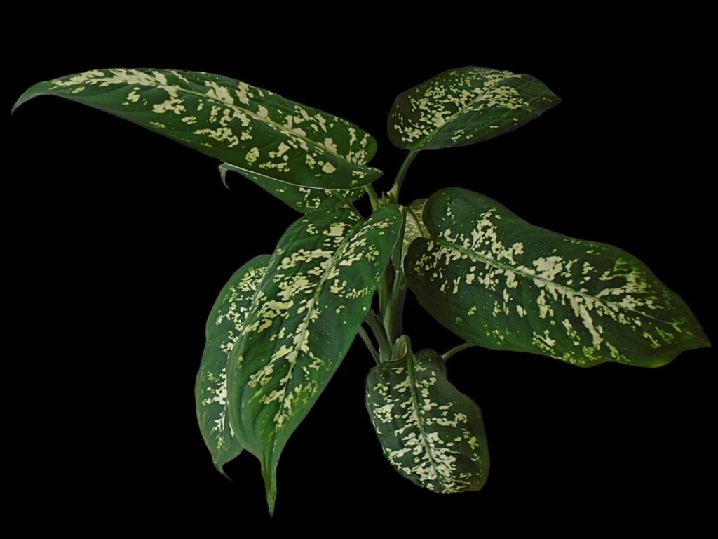 Dieffenbachia: la pianta d’appartamento decorativa e facile da coltivare