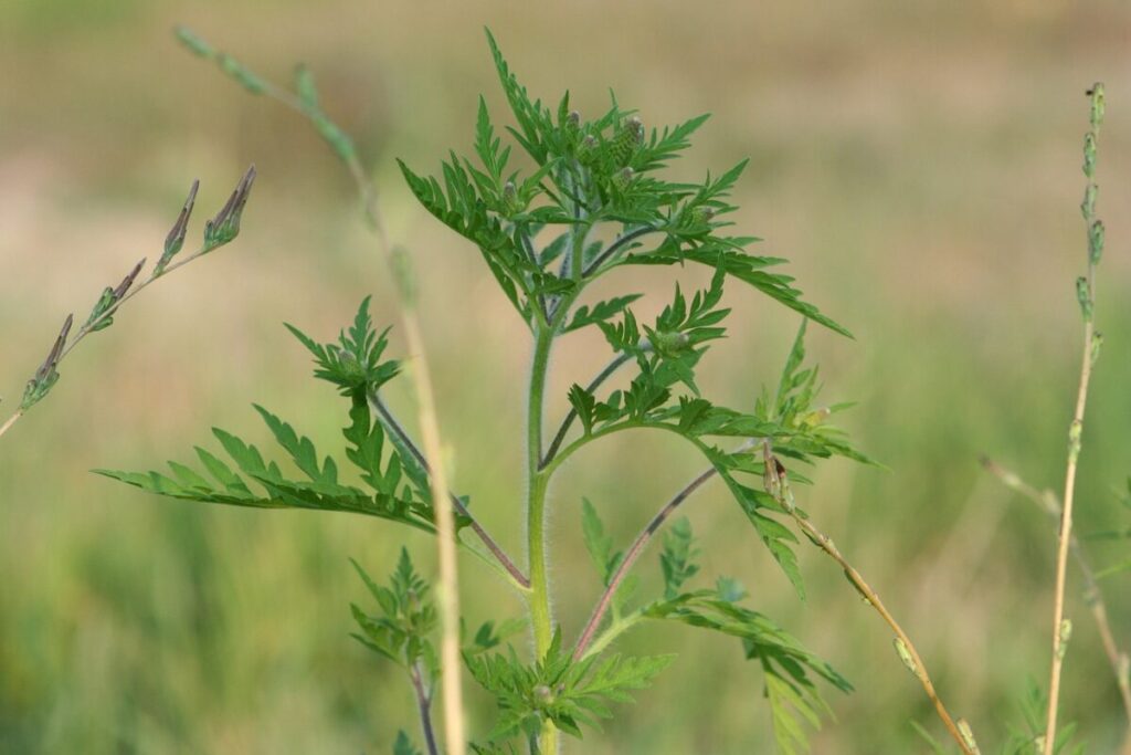 Ambrosia con foglie d’Artemisia: guida completa alla pianta che conquista Ambrosia con foglie d’Artemisia: guida completa alla pianta che conquista