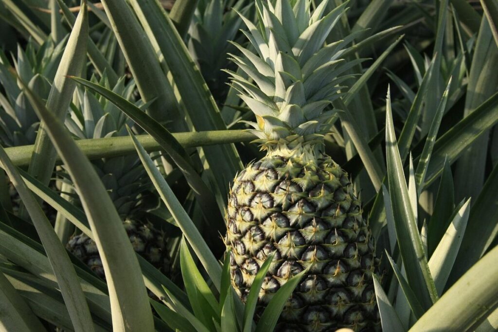 Coltivare l’Ananas in Casa: Tutto Quello che Devi Sapere per Farlo Crescere con Successo Coltivare l’Ananas in Casa: Tutto Quello che Devi Sapere per Farlo Crescere con Successo