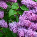 L’Albero delle Farfalle: Un’Esplosione di Colori e Profumi nel Tuo Giardino