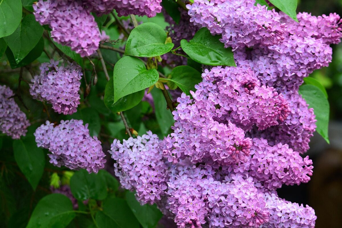 L’Albero delle Farfalle: Un’Esplosione di Colori e Profumi nel Tuo Giardino