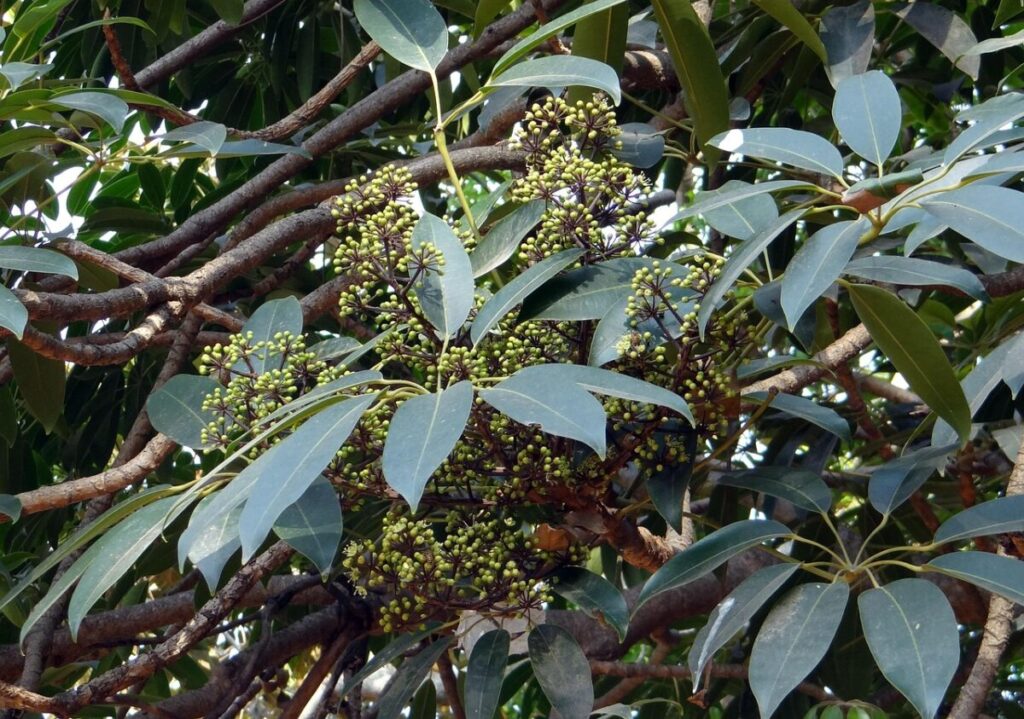 Albero dell’Ombrello: la pianta ornamentale che arreda con eleganza
