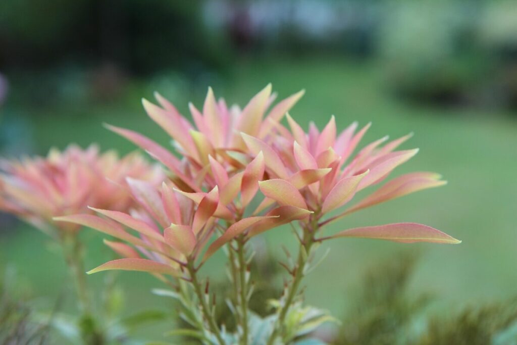 Andromeda giapponese: la pianta ornamentale che colora il giardino tutto l’anno Andromeda giapponese: la pianta ornamentale che colora il giardino tutto l’anno