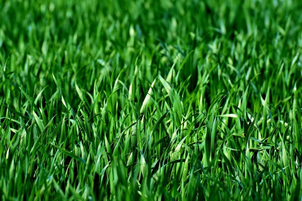 Bonus Verde 2024: cosa serve per ottenerlo nella dichiarazione dei redditi