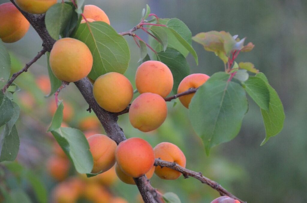 Albicocco comune: come coltivarlo con successo e ottenere frutti sani e gustosi