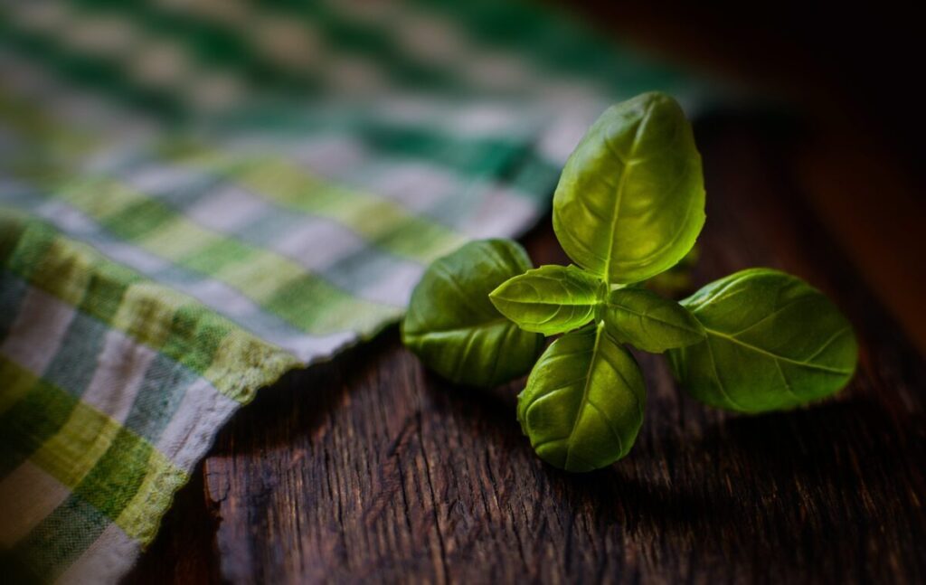 Il basilico: profumo d’estate sul balcone e in cucina