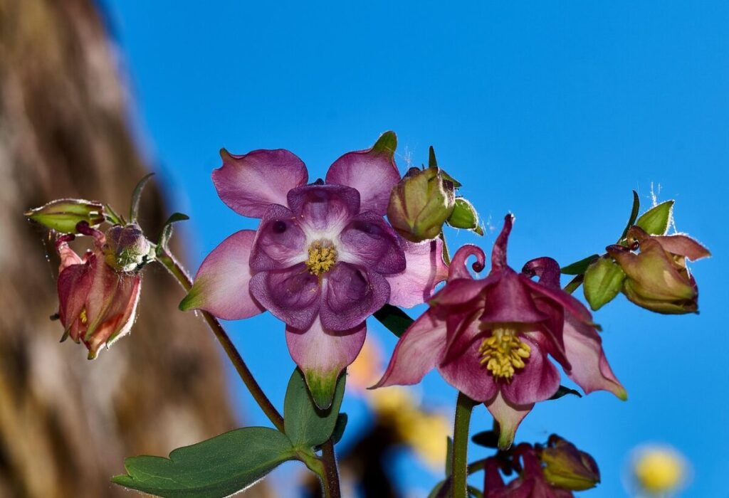 Aquilegia comune: il fiore che danza nel vento Aquilegia comune: il fiore che danza nel vento