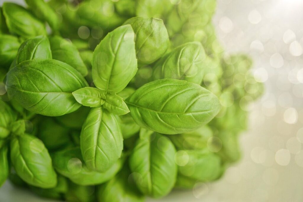 Il basilico: profumo d’estate sul balcone e in cucina