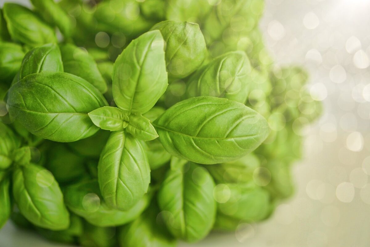 Il basilico: profumo d’estate sul balcone e in cucina