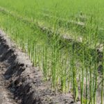 Asparagina: la pianta elegante che arreda con leggerezza