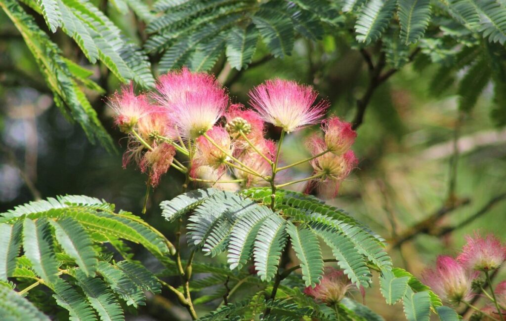 Acacia di Costantinopoli: l’albero dalle fioriture piumate che conquista i giardini Acacia di Costantinopoli: l’albero dalle fioriture piumate che conquista i giardini