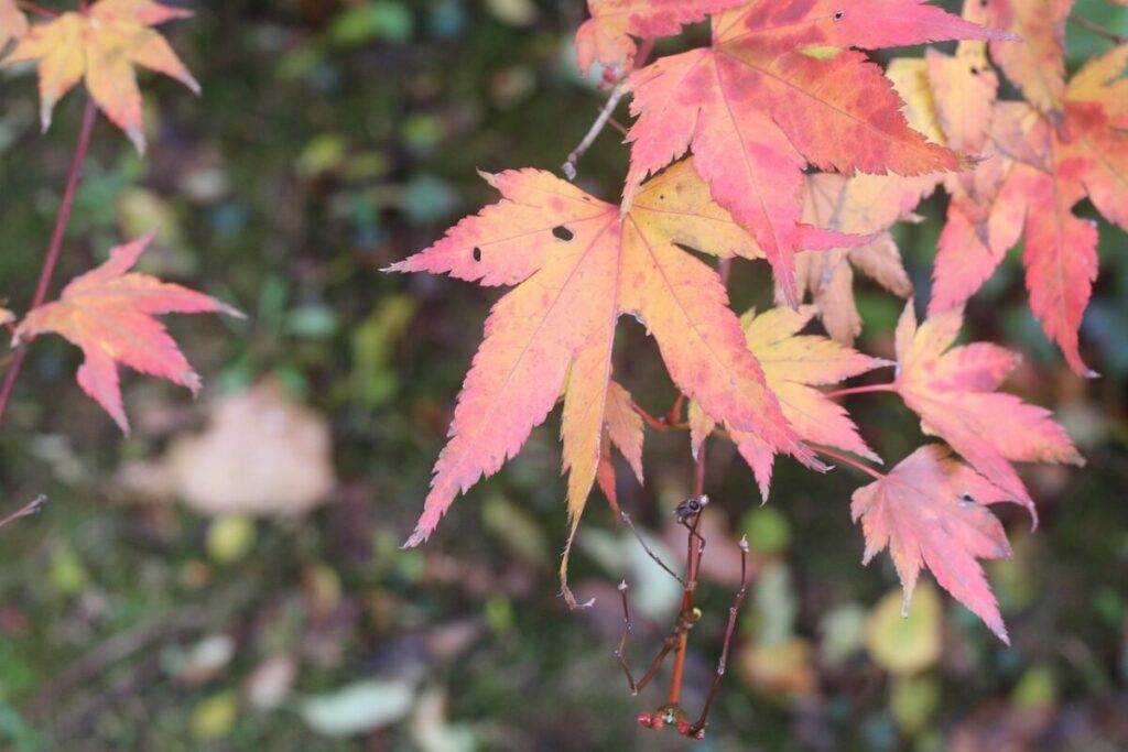 Scopri l’Acero Saccarino: Cura e Coltivazione di un Albero Prelibato Scopri l’Acero Saccarino: Cura e Coltivazione di un Albero Prelibato