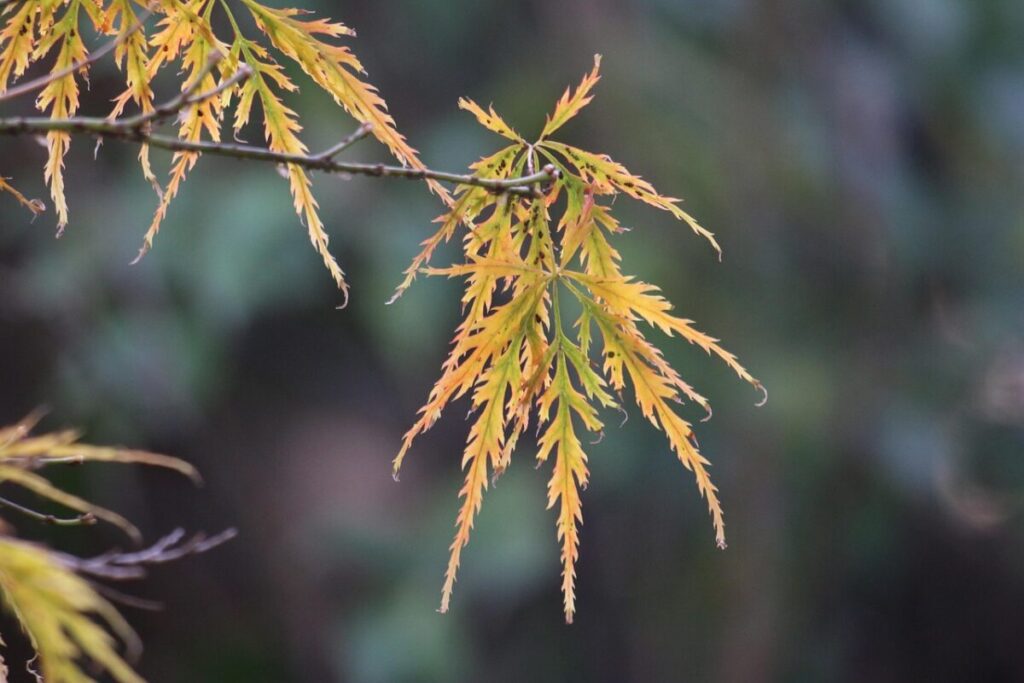 Aralia: la pianta ornamentale che porta eleganza e verde in ogni angolo della casa Aralia: la pianta ornamentale che porta eleganza e verde in ogni angolo della casa
