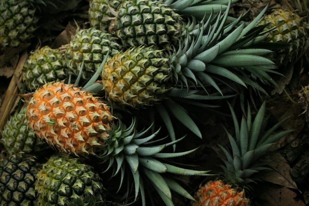 Coltivare l’Ananas in Casa: Tutto Quello che Devi Sapere per Farlo Crescere con Successo Coltivare l’Ananas in Casa: Tutto Quello che Devi Sapere per Farlo Crescere con Successo