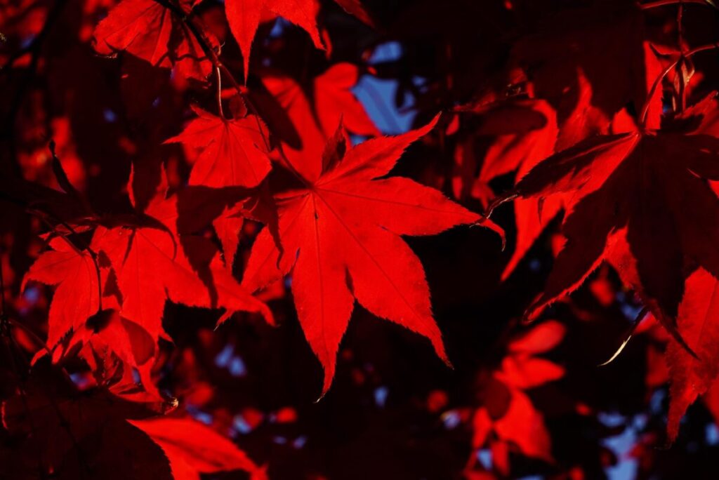 Acero giapponese: eleganza e colore per ogni giardino Acero giapponese: eleganza e colore per ogni giardino