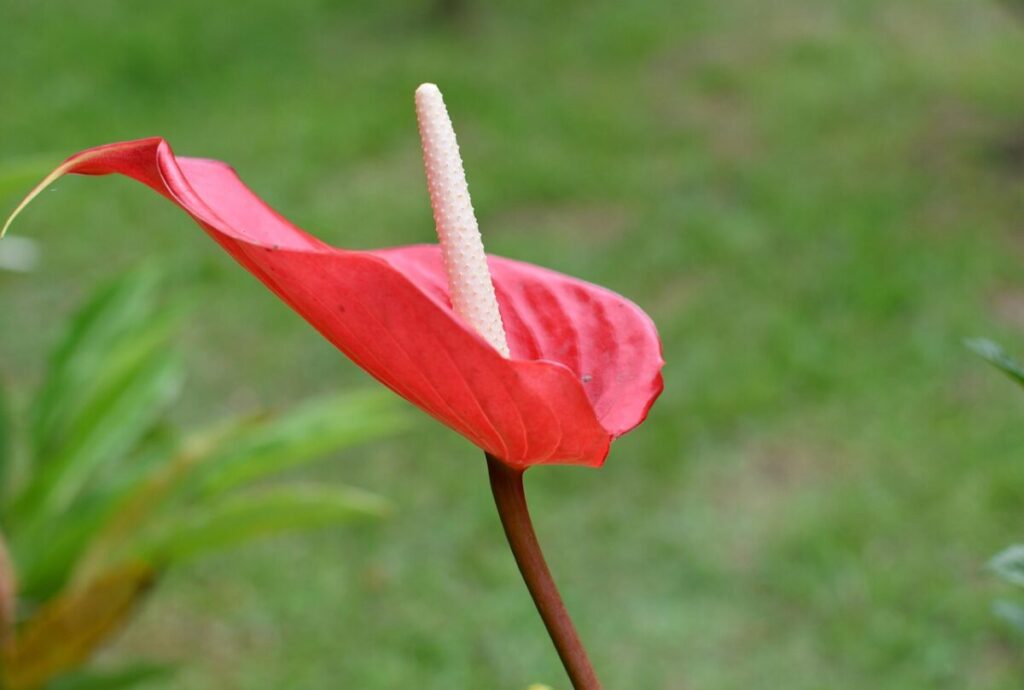 Anturio: la pianta elegante che colora la casa tutto l’anno Anturio: la pianta elegante che colora la casa tutto l’anno