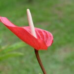 Anturio: la pianta elegante che colora la casa tutto l’anno